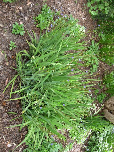 File:IMG 5172 hunt0904.jpg