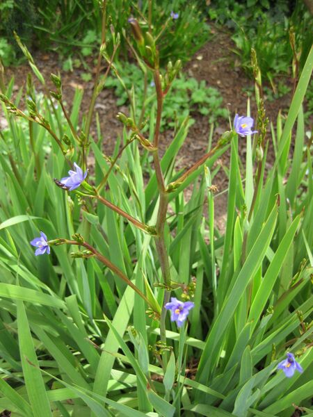 File:IMG 5173 hunt0904.jpg