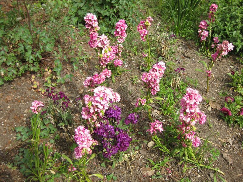 File:IMG 5174 hunt0904.jpg