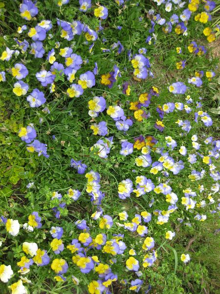 File:IMG 5176 hunt0904.jpg