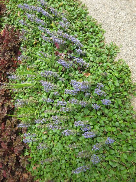 File:IMG 5177 hunt0904.jpg