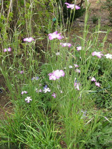 File:IMG 5180 hunt0904.jpg