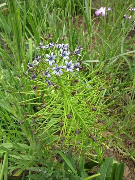 File:IMG 5184 hunt0904.jpg