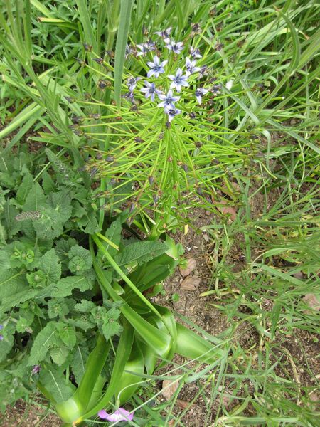 File:IMG 5185 hunt0904.jpg