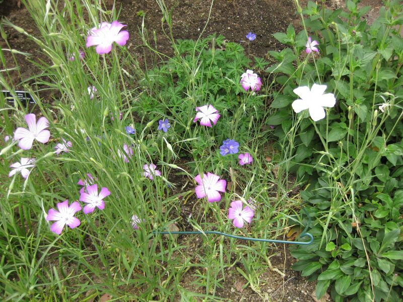 File:IMG 5187 hunt0904.jpg