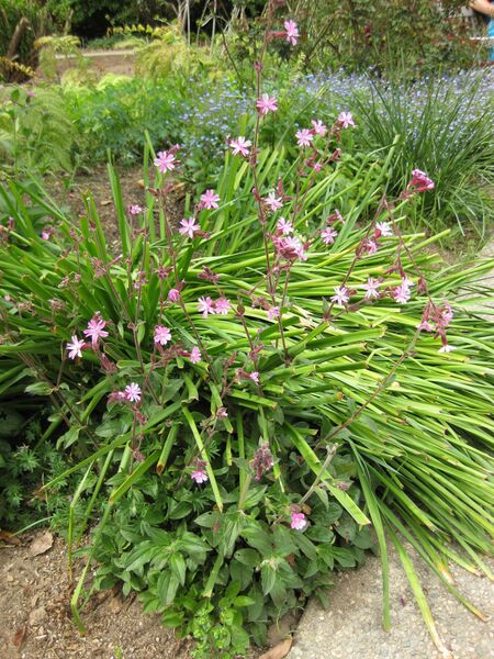 File:IMG 5189 hunt0904.jpg