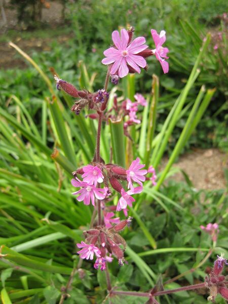 File:IMG 5190 hunt0904.jpg