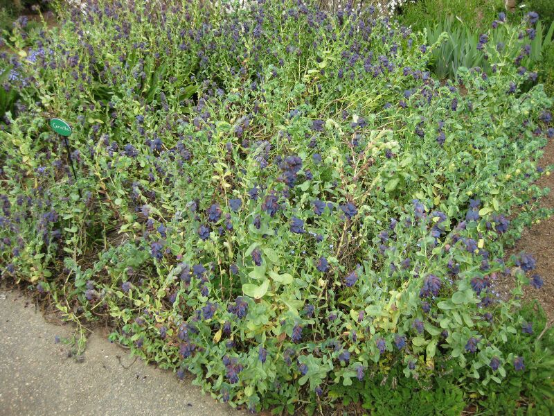 File:IMG 5191 hunt0904.jpg