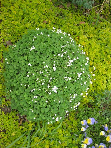 File:IMG 5194 hunt0904.jpg