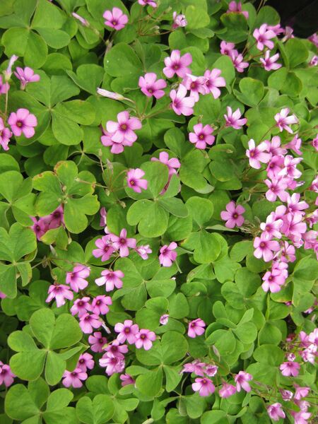 File:IMG 5198 hunt0904.jpg