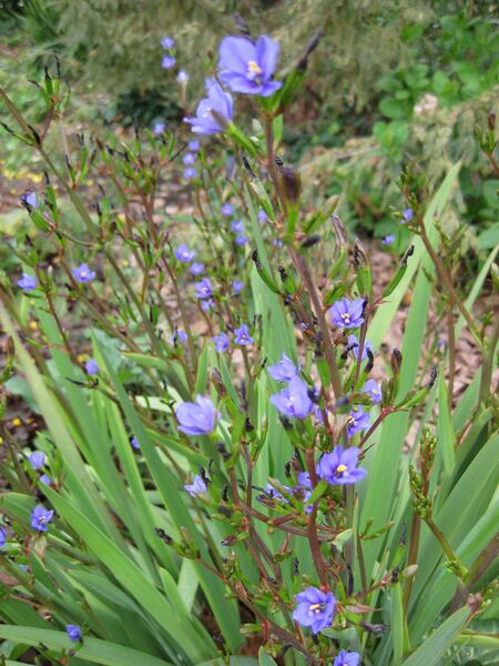 File:IMG 5202 hunt0904.jpg