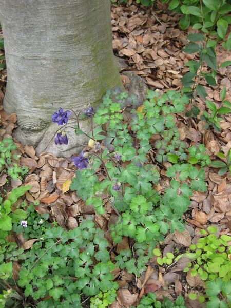 File:IMG 5204 hunt0904.jpg