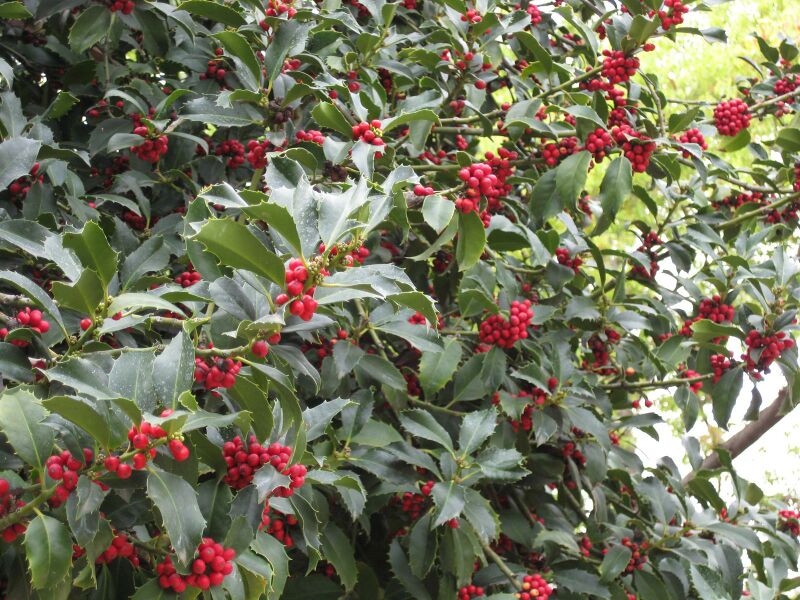 File:IMG 5210 hunt0904.jpg