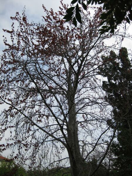 File:IMG 5211 hunt0904.jpg