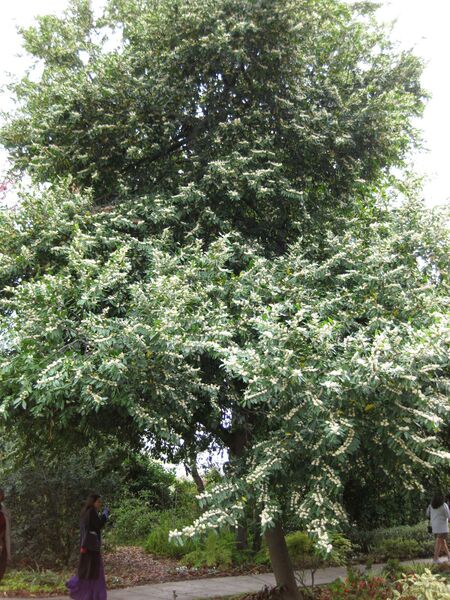 File:IMG 5216 hunt0904.jpg