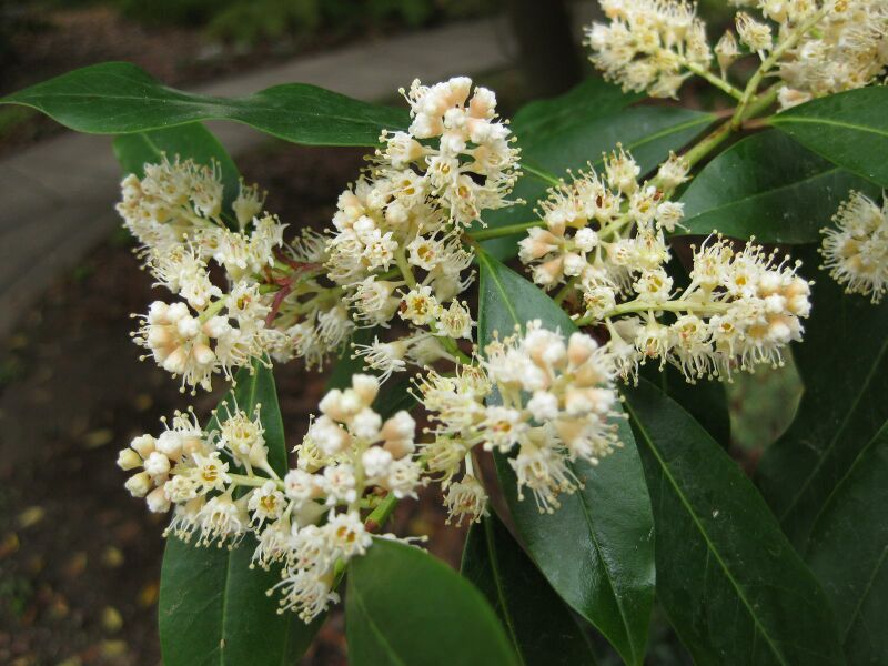 File:IMG 5217 hunt0904.jpg