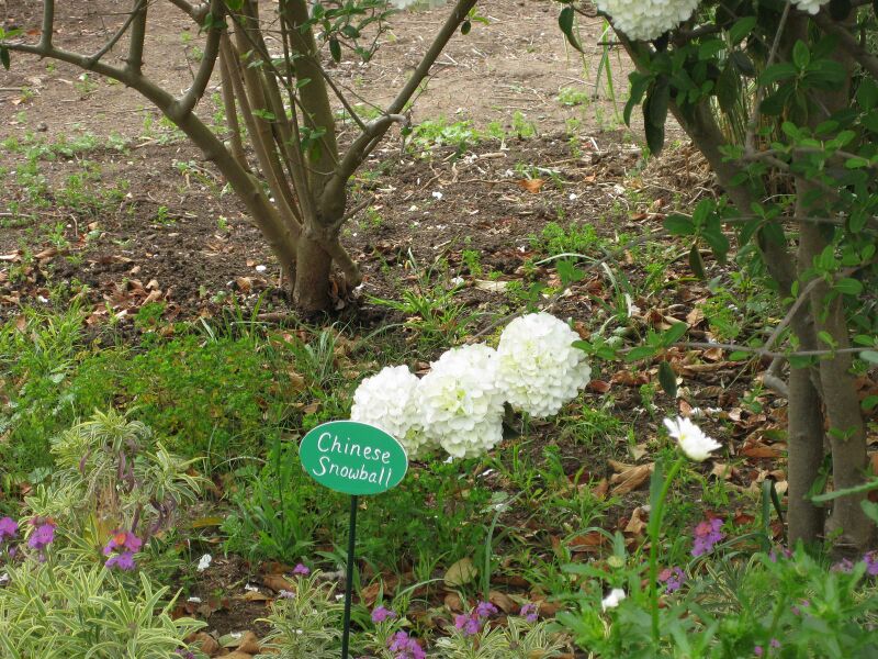 File:IMG 5220 hunt0904.jpg