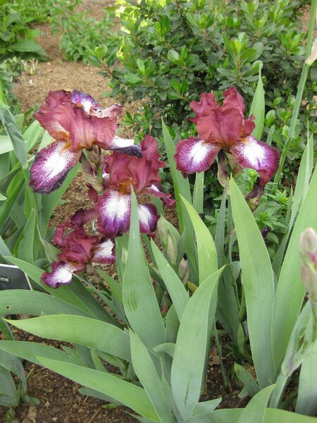 File:IMG 5221 hunt0904.jpg