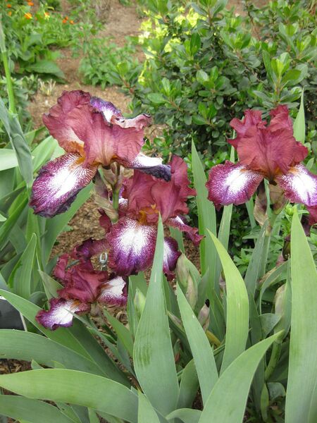 File:IMG 5222 hunt0904.jpg