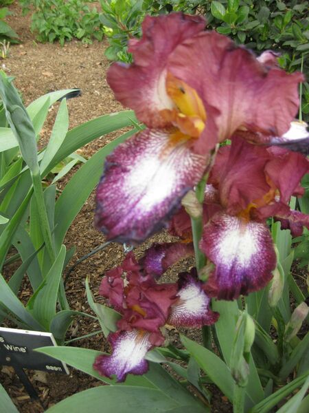 File:IMG 5223 hunt0904.jpg