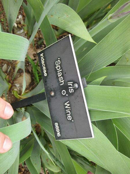 File:IMG 5225 hunt0904.jpg