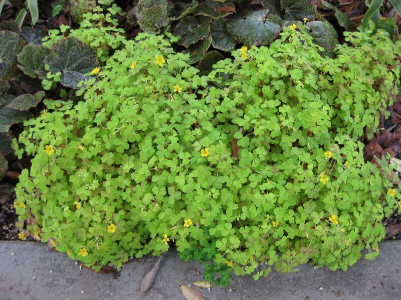 File:IMG 5226 hunt0904.jpg