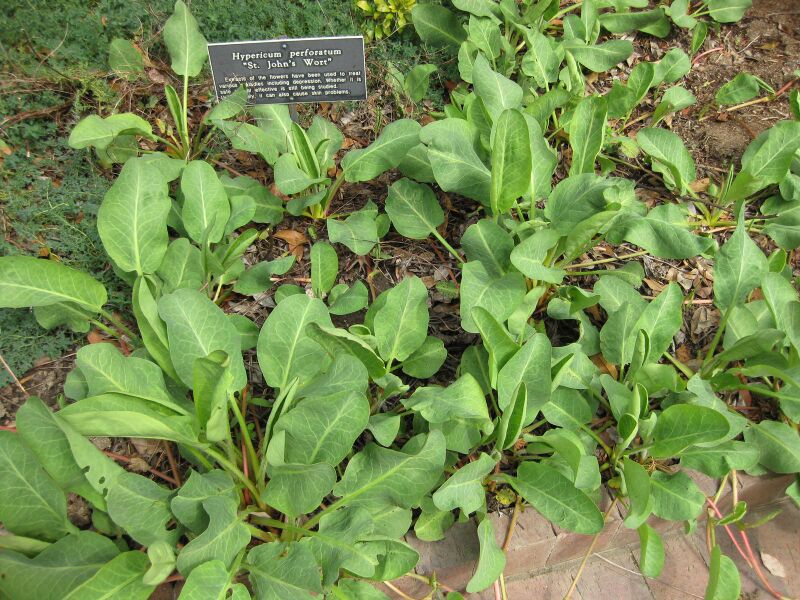 File:IMG 5229 hunt0904.jpg