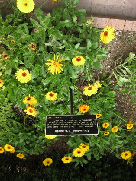 File:IMG 5233 hunt0904.jpg