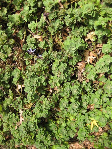 File:IMG 5240 hunt0904.jpg