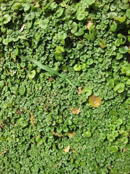 File:IMG 5241 hunt0904.jpg