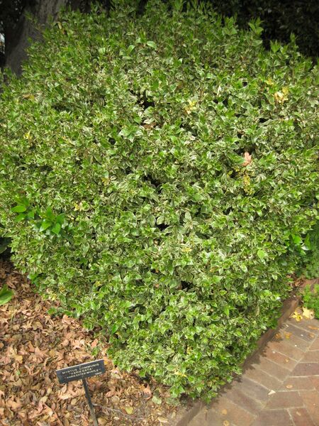 File:IMG 5242 hunt0904.jpg