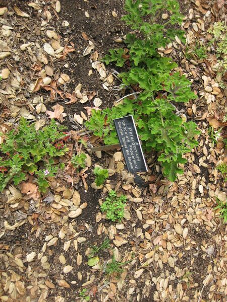 File:IMG 5244 hunt0904.jpg