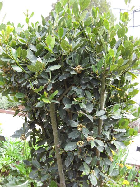 File:IMG 5249 hunt0904.jpg