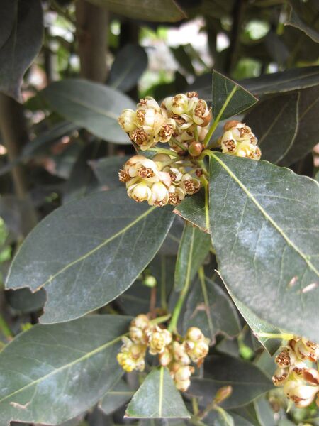 File:IMG 5250 hunt0904.jpg