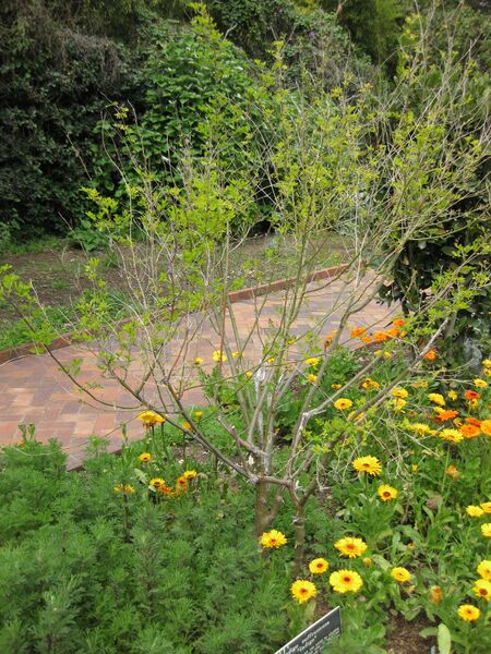 File:IMG 5253 hunt0904.jpg