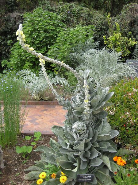 File:IMG 5255 hunt0904.jpg