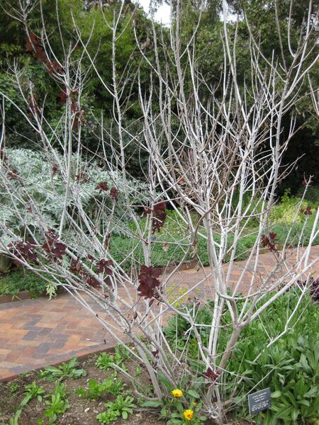 File:IMG 5256 hunt0904.jpg