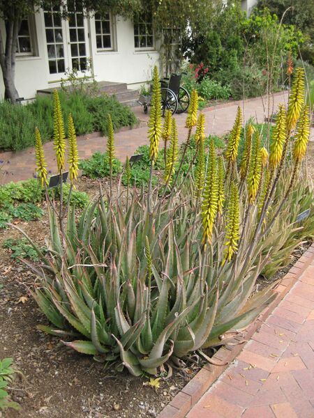 File:IMG 5258 hunt0904.jpg