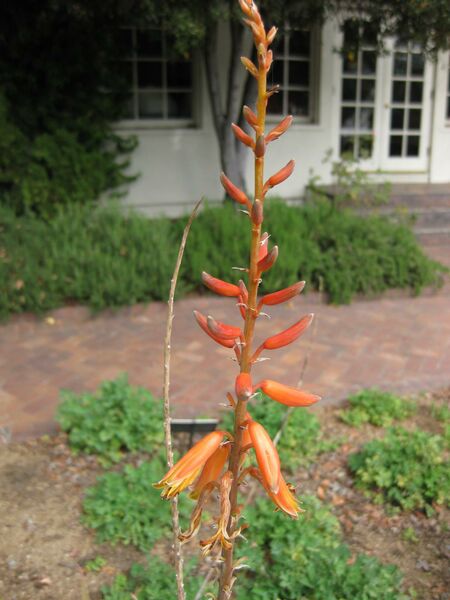 File:IMG 5260 hunt0904.jpg