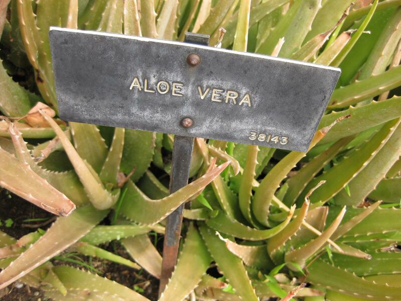 File:IMG 5261 hunt0904.jpg