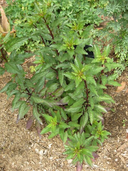 File:IMG 5262 hunt0904.jpg