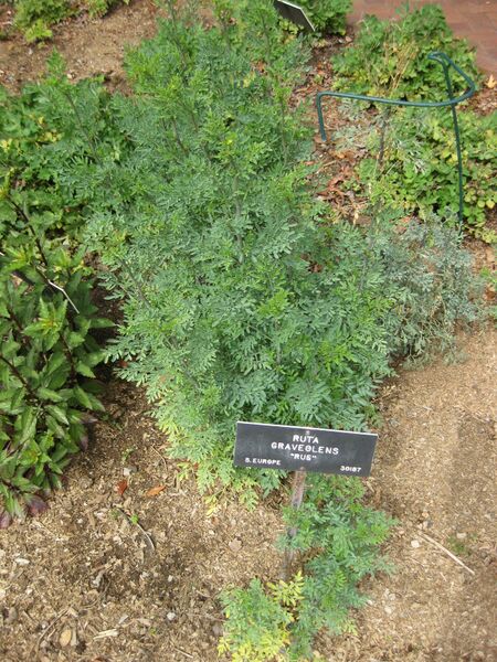 File:IMG 5264 hunt0904.jpg