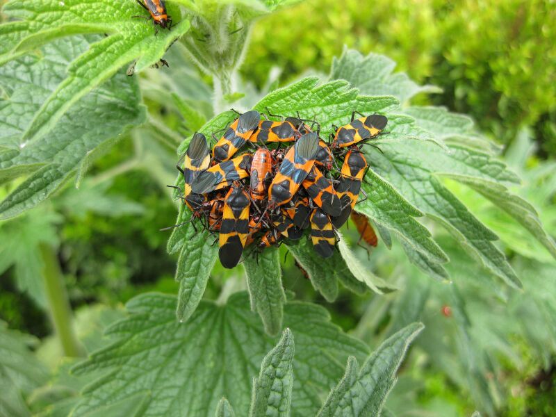 File:IMG 5265 hunt0904.jpg