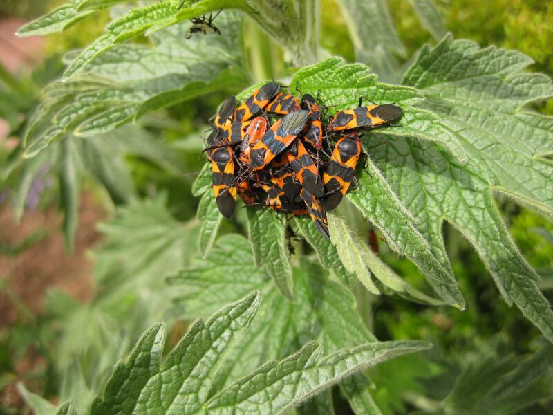 File:IMG 5266 hunt0904.jpg