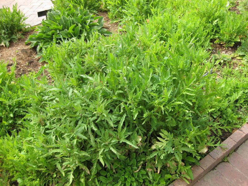 File:IMG 5267 hunt0904.jpg