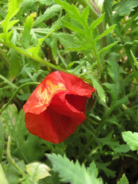 File:IMG 5268 hunt0904.jpg