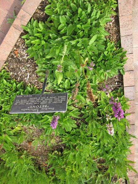 File:IMG 5269 hunt0904.jpg