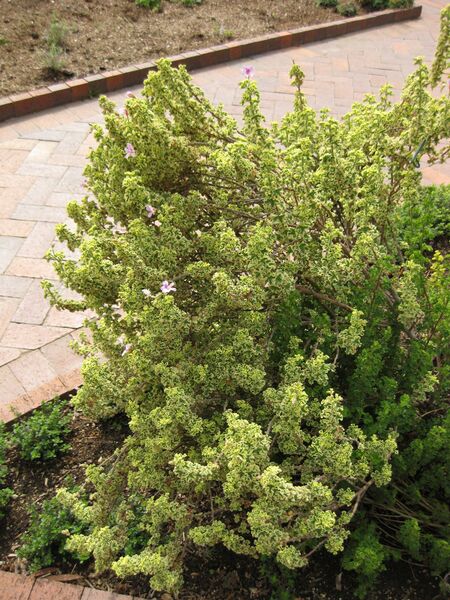 File:IMG 5270 hunt0904.jpg