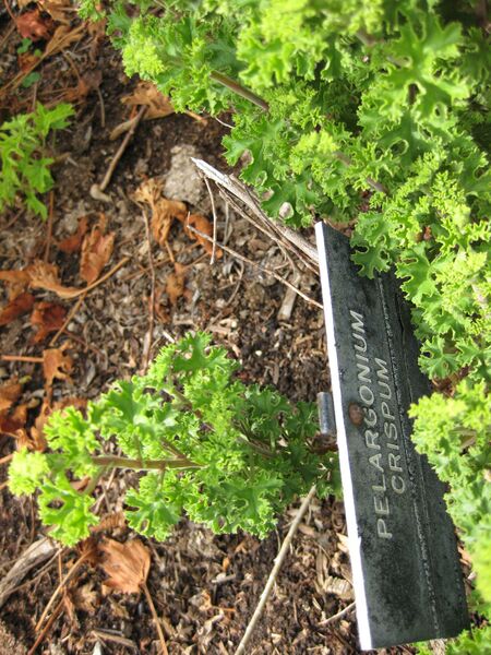 File:IMG 5271 hunt0904.jpg