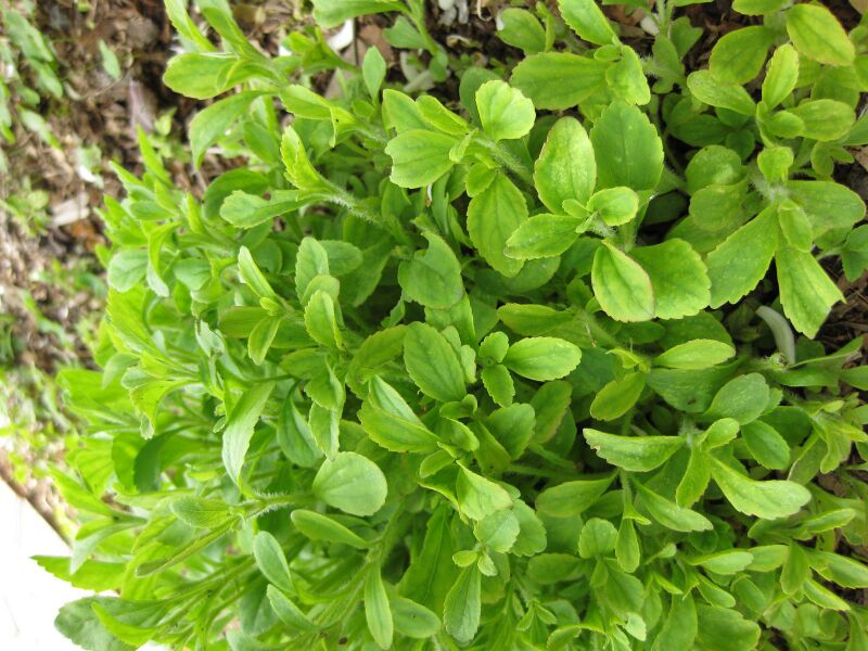 File:IMG 5272 hunt0904.jpg